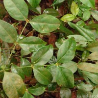 Euonymus walkeri Wight